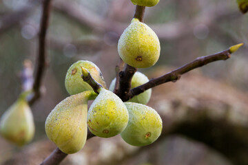 Fichi maturi
