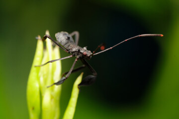 Black Assasin bug macro photo on leaf/Plant
