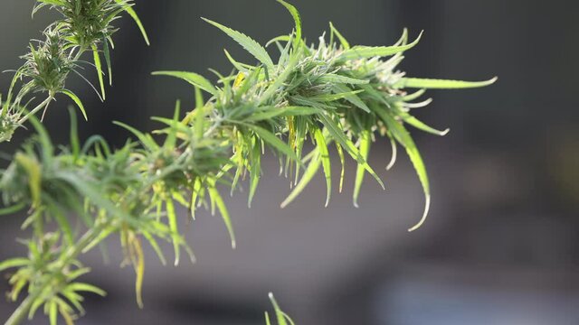 Marijuana cannabis hemp plants.Concept of herbal alternative medicine, cbd oil, pharmaceptical industry