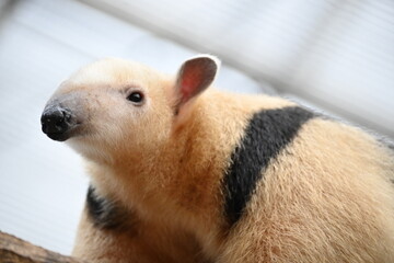 細い木の上を器用に歩くアリクイ