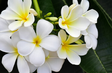 White plumeria flower blooming background