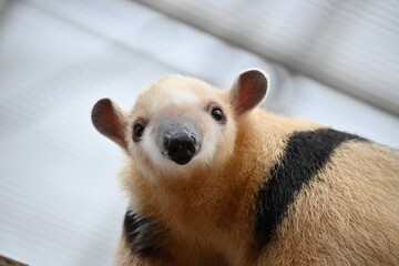 細い木の上を器用に歩くアリクイ