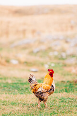 Rooster in the mountain. The guardian