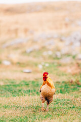 Rooster in the mountain. The guardian