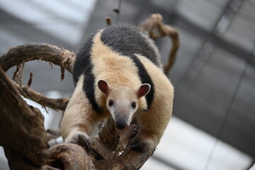 細い木の上を器用に歩くアリクイ