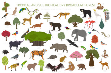 Obraz premium Tropical and subtropical dry broadleaf forest biome, natural region infographic. Seasonal forests. Animals, birds and vegetations ecosystem design set