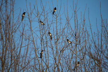 Many magpies on the branches of trees. At sunset