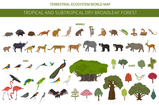 Tropical And Subtropical Dry Broadleaf Forest Biome, Natural Region Infographic. Seasonal Forests. Animals, Birds And Vegetations Ecosystem Design Set