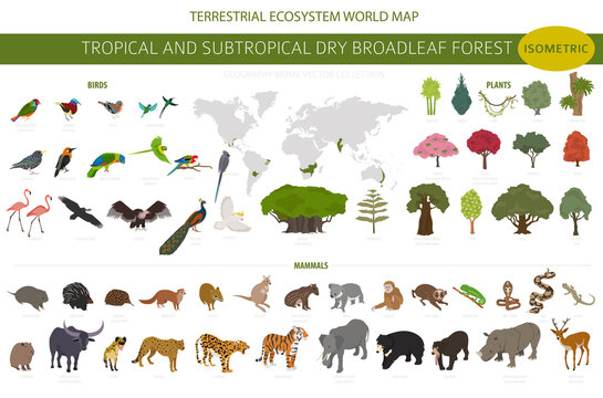 Tropical And Subtropical Dry Broadleaf Forest Biome, Natural Region Infographic. Seasonal Forests. Animals, Birds And Vegetations Ecosystem Isometric 3d Design Set