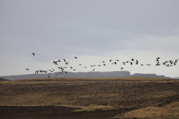 flock of seagulls