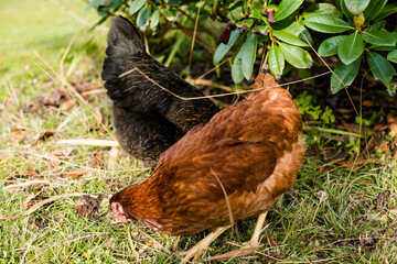 free range laying hens in the grass