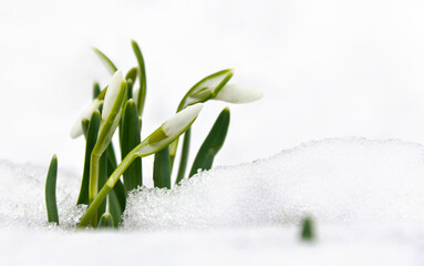 Spring white snowdrops ( Galanthus nivalis ) in snow in the forest with space for text