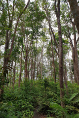 Tropical trees in the Rainforest