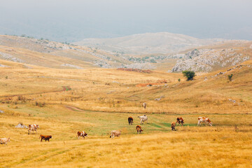 Obraz premium Cows in the mountains. Looks like Milka TVC 