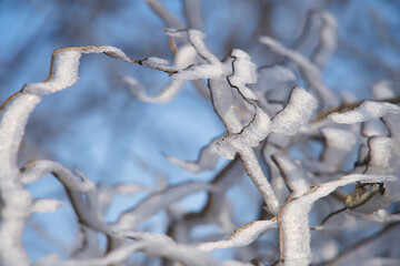 Frostige Winterlandschaft mit Schnee und Eisblumen im Dezember, Postkartenmotiv, Kalenderbild