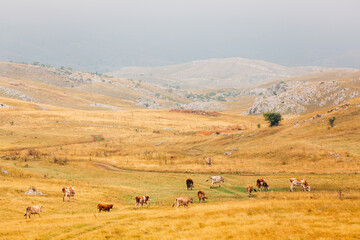 Fototapeta na wymiar Cows in the mountains. Looks like Milka TVC 