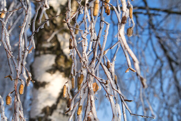 Frostige Winterlandschaft mit Schnee und Eisblumen im Dezember, Postkartenmotiv, Kalenderbild