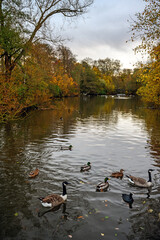 Autumn scene with lake and trees in Kelsey Park, Beckenham, Kent, UK. The lake has many birds:...