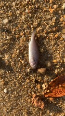 Fish dead on the beach.
Paraty
Brazil