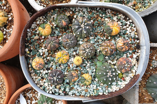 Astrophytums is a species of cactus plant in the genus Astrophytum at cactus farm. Cactus patterns. Astrophytum with blurred background. Top view image.