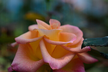 Fototapeta na wymiar yellow rose in the garden