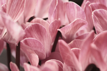 気品のあるシクラメンのイメージ素材