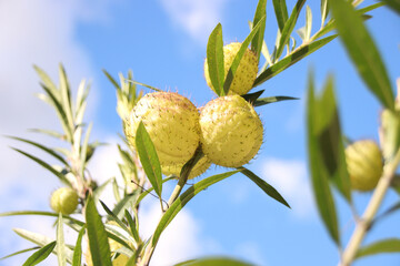 フウセントウワタ