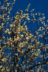 white plum blossom 