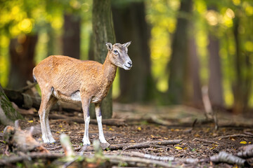Naklejka na ściany i meble Female mouflon, ovis orientalis, observing in forest in autumn nature. Wild sheep standing inside woodland in fall. Brown mammal looking aside in wilderness.