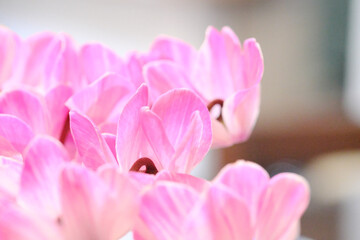 ピンク色と白色が綺麗なシクラメンの花