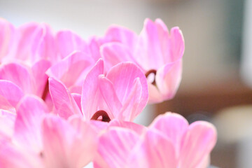 Fototapeta premium ピンク色と白色が綺麗なシクラメンの花