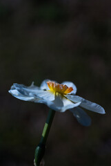 Fototapeta premium narcissus