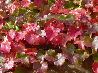 signs of autumn: wild wine leaves Herbstzeichen: Blätter von wildem Wein
