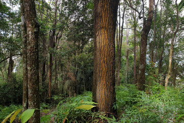 Tropical trees in the Rainforest