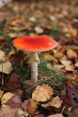 red fly agaric in autumn forest