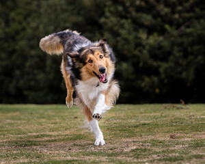 portrait of happy collie dog running and jumping outside in nature
