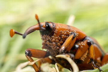 A Red-Palm Weevil
