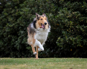 portrait of happy collie dog running and jumping outside in nature
