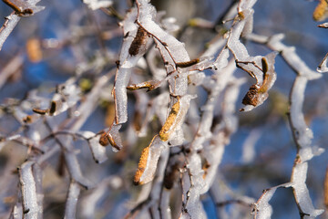 Frostige Winterlandschaft mit Schnee und Eisblumen im Dezember, Postkartenmotiv, Kalenderbild