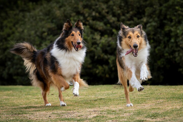 two beautiful long haired rough collie dogs in nature setting