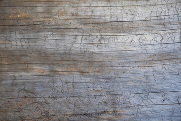 Natural organic texture of real wood tree in cut with cracks and scratches on grey and brown pastel surface. Abstract flatlay photo background.