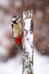 Obraz na płótnie Canvas Great spotted woodpecker, dendrocopos major, climbing on tree during snowing. White-red-black bird sitting on stump in winter. Color feathered animal tabbing to the snowy wood.