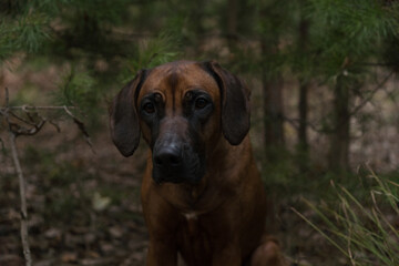 Beautiful dog rhodesian ridgeback hound outdoors on a forest background