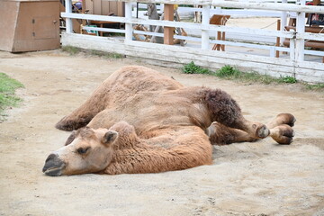 とってもリラックスして寝ているラクダ