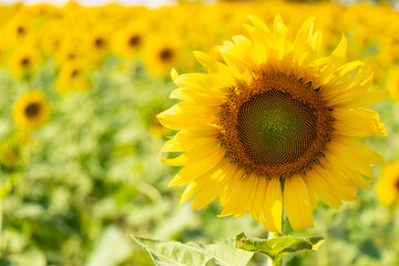 Beautiful yellow color sunflower in the agriculture farm background