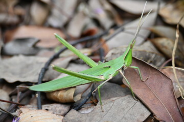 落ち葉の上のショウリョウバッタ