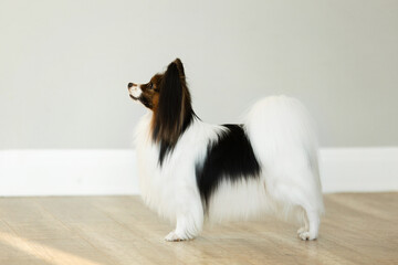 beautiful papillon dog is standing on a grey wall background in studio