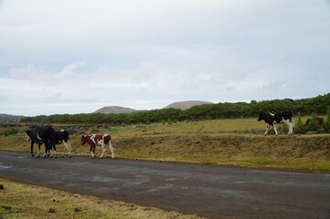 Obraz premium 道を歩いて移動する牛 /イースター島