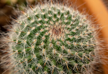 Beautiful Cactus in the garden, close up detail..