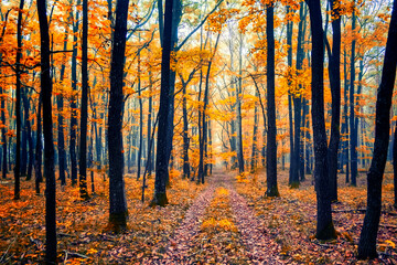 beautiful autumn forest in the mist 